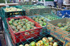 Fruit8-scaled Fruit8-scaled